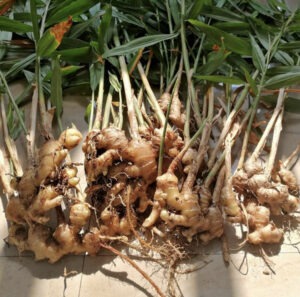 The Roots of Ginger