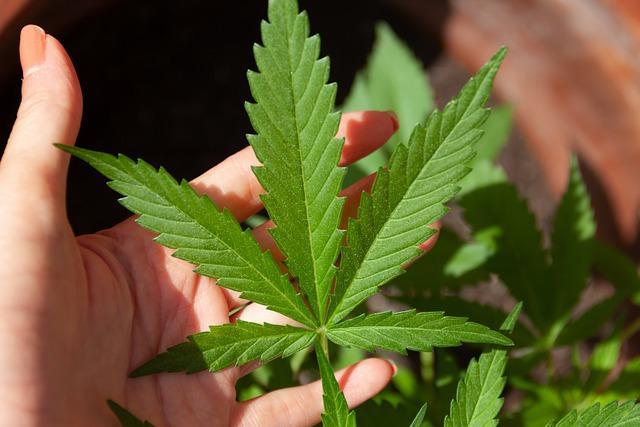 Marijuana studies: ongoing research explores effects, benefits, and risks.