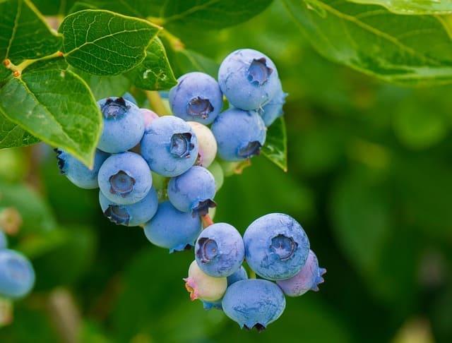 6 skin benefits of eating blue berries